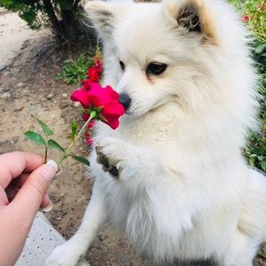 Meet your Posher, Trish